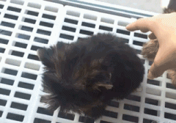 6628711bgy1fg5oz8egljg207404zu0x.gif
