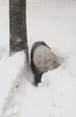 97f224aagw1f0a9xrlbg7g204606fb2b.gif