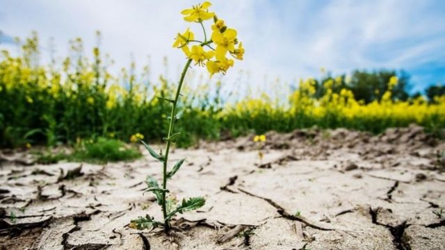 干旱的农田 干旱的农田